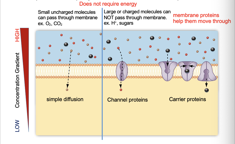 <p>Passive transport </p>