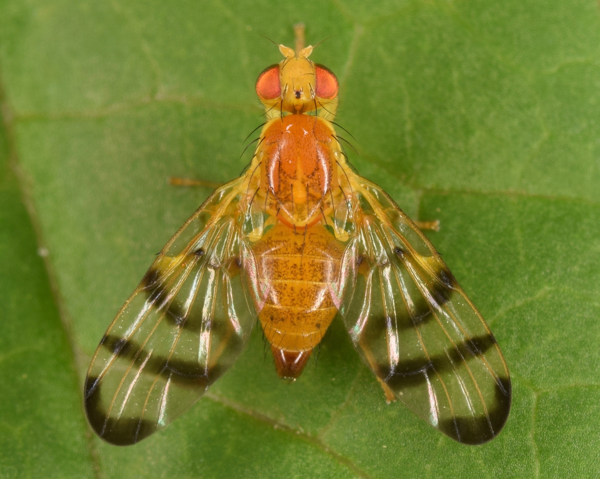 <p>Family: Tephritidae (true fruit flies)</p><p></p><p>Wing often patterned</p><p>Wing vein Sc bends abruptly at apex</p>