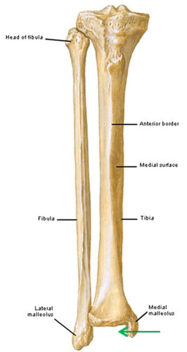 <p>Tibia and fibula</p><p>Fibula is smallest ( just a little fib)</p>
