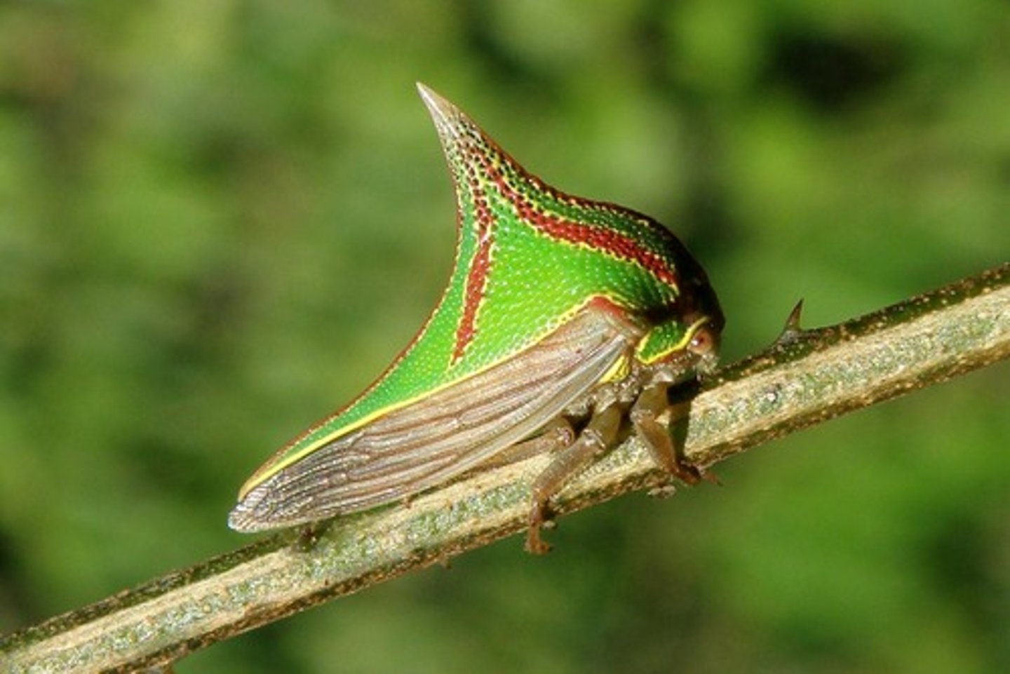 <p>Treehoppers</p>