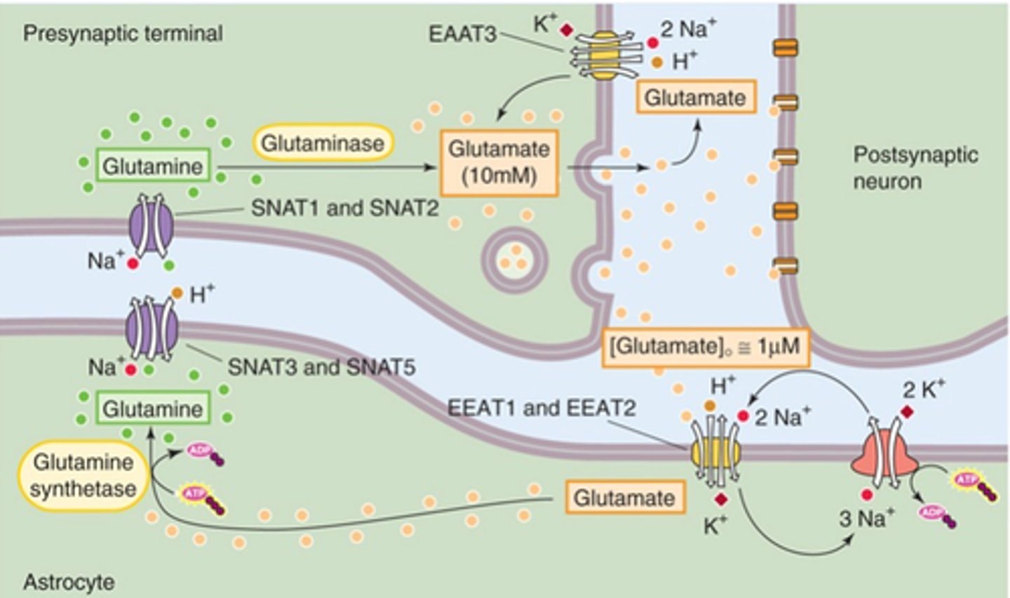<p>Neurons and astrocytes ___________ neurotransmission at the __________ synapse</p>