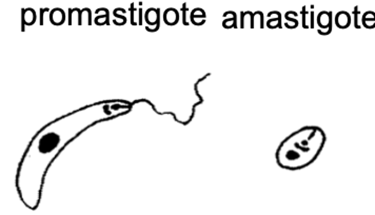 <p>what genus do these belong to?</p>
