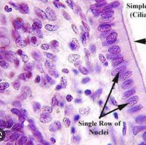 <ol><li><p>Tissue Type</p></li><li><p>Locations found</p></li><li><p>location specific functions</p></li></ol><p></p>