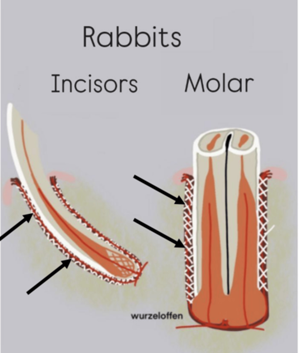 <p>What part of the tooth are the arrows pointing to?</p>
