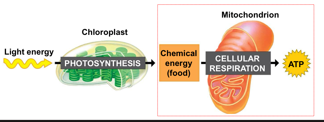 <p>Cellular respiration</p>