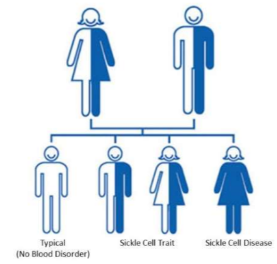 <p>sickle cell traited individual (carrier)</p>