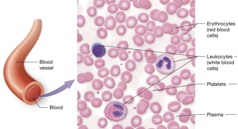 <p>within blood vessels</p>