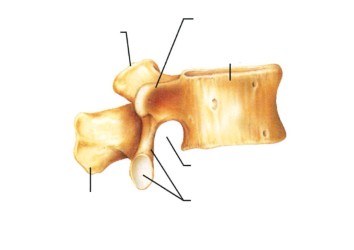 <p>what vertebra is this?</p>