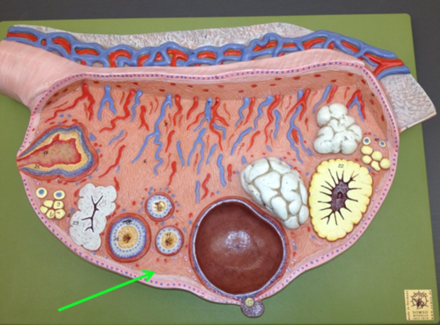 <p>connective tissue capsule surrounding ovaries</p>