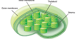 <p>What organelle is this and where is it found?</p>