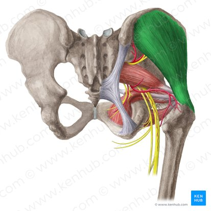 <p>abducts the thigh and medially rotates it</p>