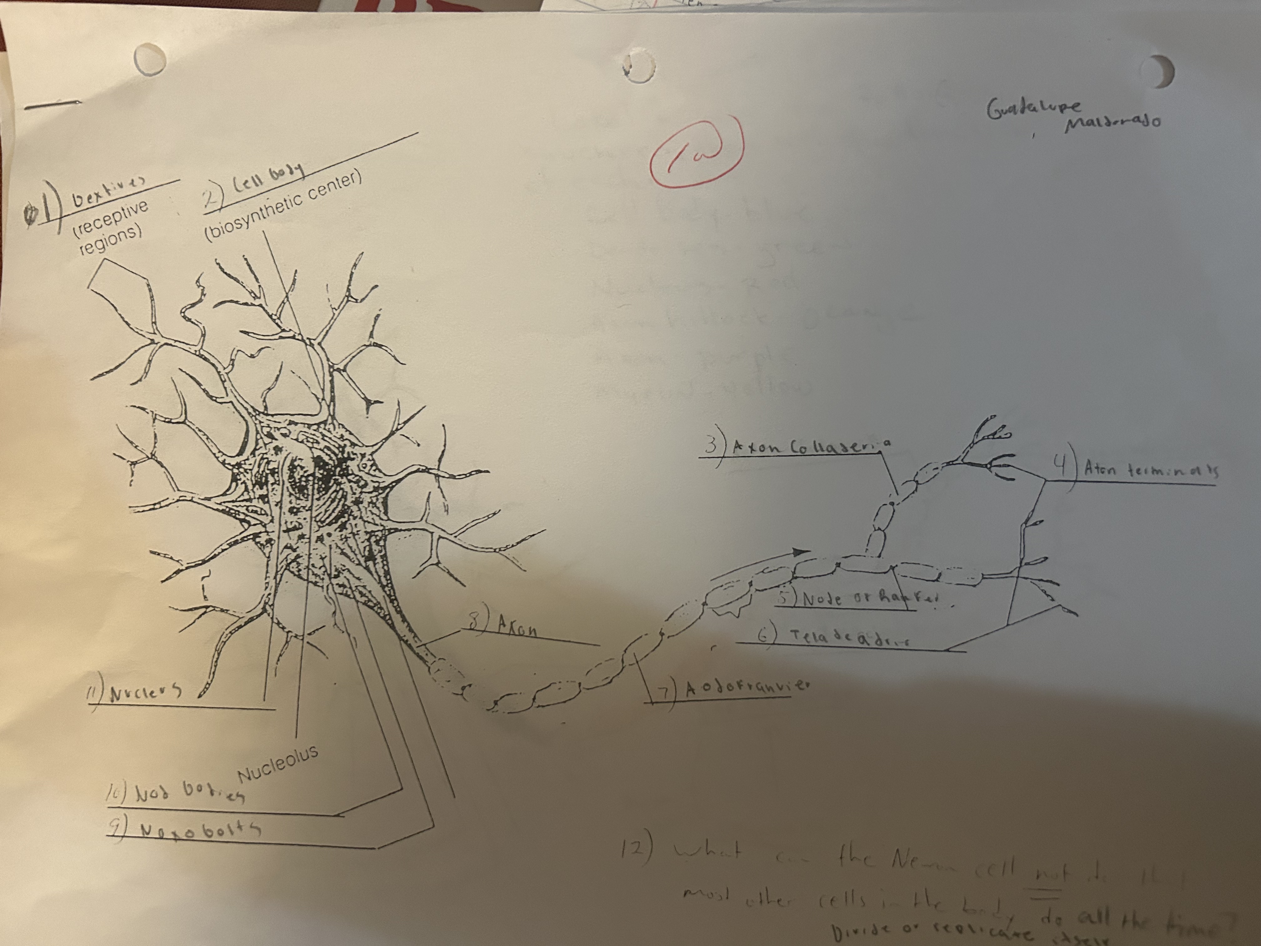 knowt flashcard image