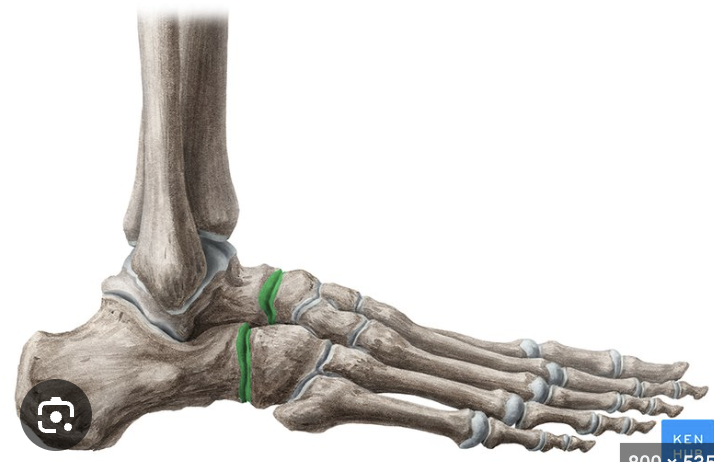 <p>joints:</p>