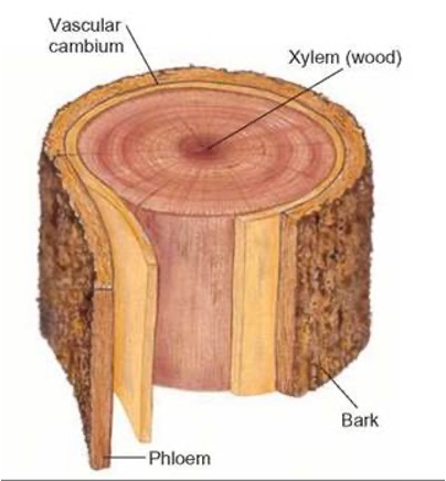 <p>As cells age they die and loose their contents and create tube like cells- carry water from the roots to the leaves.</p>