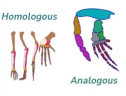 <p>-different ancestry</p><p>-dissimilar anatomy</p><p>-similar functions</p><p>(bird wing and butterfly wing)</p>