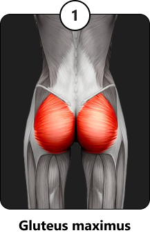 <p>une/les fesses</p>