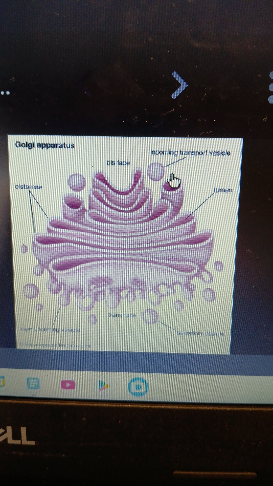 knowt flashcard image