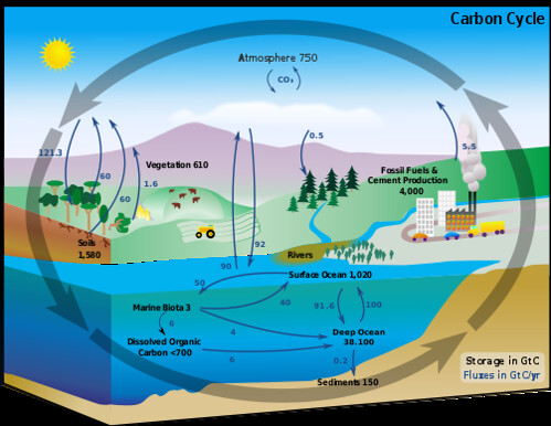 <p>Relatively stable, short-term stores of carbon on earth.</p><p>Ex: fossil fuels, soils and sediments, plant and animal biomass, and the atmosphere</p>