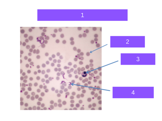 <p>what is 3</p>