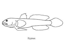 <p>Goby (Gobies)</p>