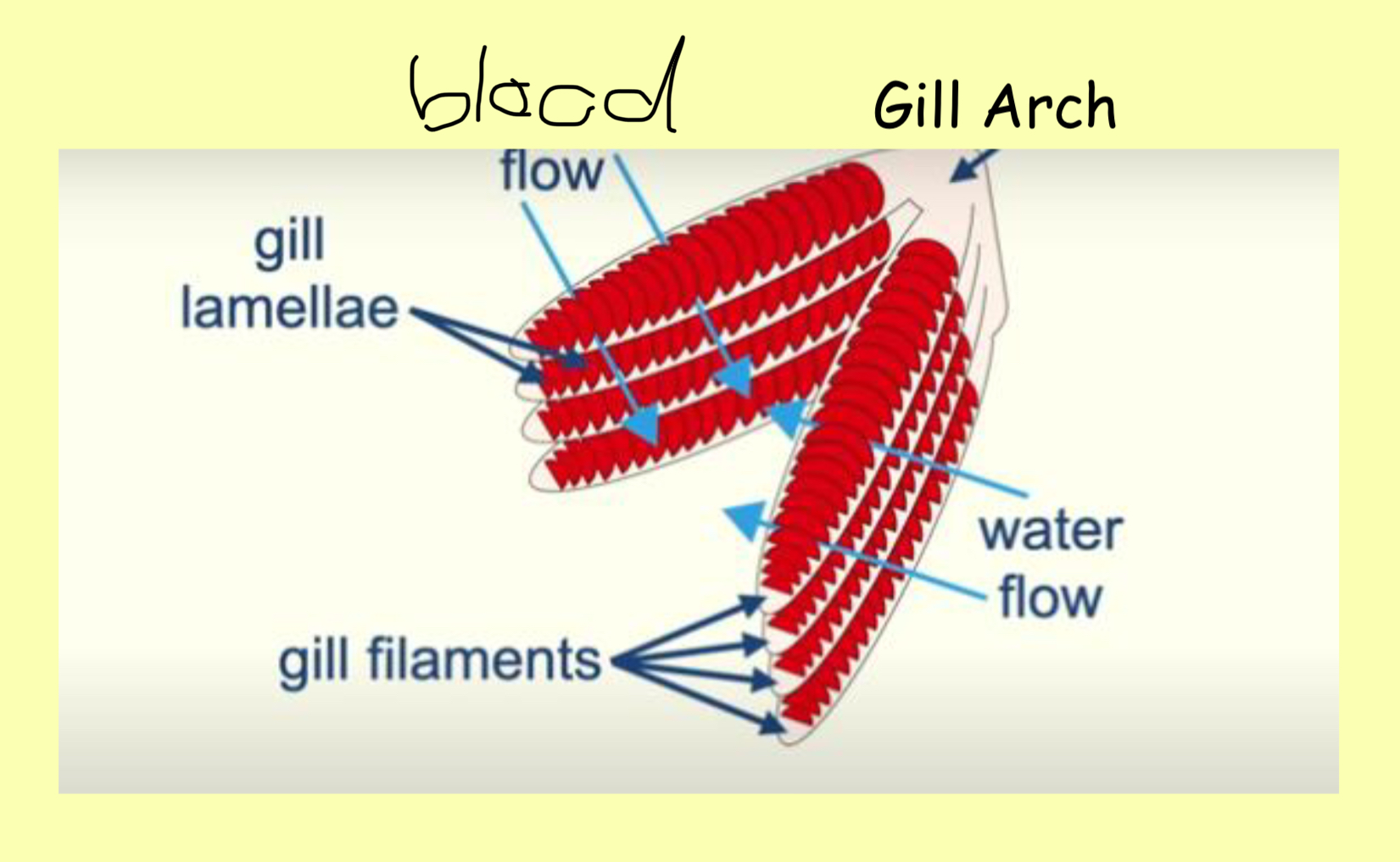 <ul><li><p><span style="color: red;"><mark data-color="yellow" style="background-color: yellow; color: inherit;">gill lamellae</mark></span></p></li></ul><p></p>