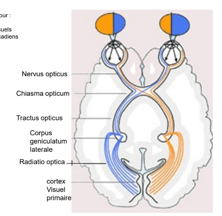 <p>cellules sensorielles de la rétine transforment la lumière en influx nerveu → nerf optique → chiasme optique (croissemenet des fibres du coté nasal de la rétine, donne la vue temporal!) tractus opticus → corpus geniculatum laterale (CGL) → radiation optique → cortex visuel primaire (aussi appelé area striata) </p>