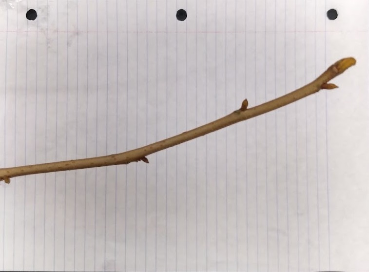 <p>Sulfur yellow terminal bud, terminal larger than laterals, buds valvate</p>