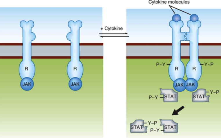 **Signaling Mechanisms:** *Protein tyrosine kinase*

**JAK** (janus kinase): *Cytokine receptors*

after activation by an appropriate ligand, (JAK) are activated, resulting in ___