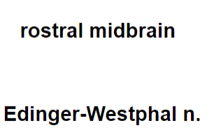 <p>Brainstem VE (parasympathetic) cranial nerve nuclei</p>
