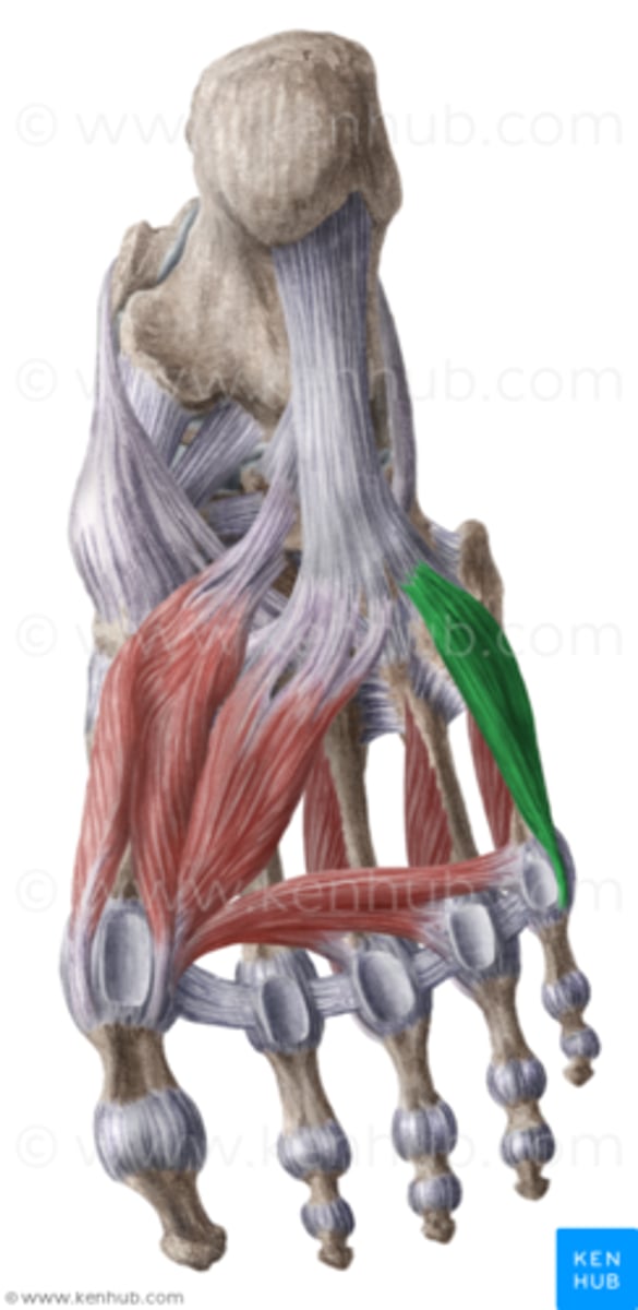 <p>O: basis 5de metatarsaal, ligamentum plantaris linger en peesschede vd M. peroneus longus</p><p>I: laterale kant vd basis vd proximale phalanx vd 5de teen</p><p>W:</p><p>- flexie MTP 5de teen</p><p>- steunt het voetgewelf</p><p>inn: N. plantaris lateralis</p>