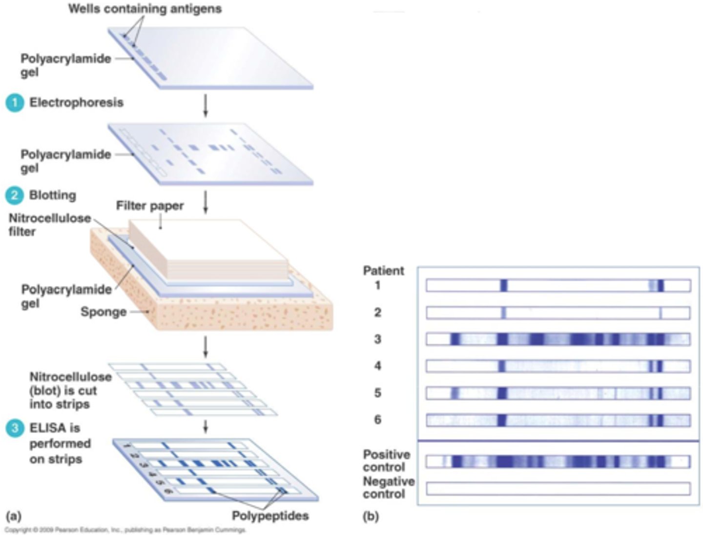 <p>① proteins are separated by electrophoresis</p><p>② blotted onto a membrane</p><p>③ the protein-blotted membrane is hybridized with an Ab</p><p>④ hybridization produces a band on the membrane at the location of its Ag</p>