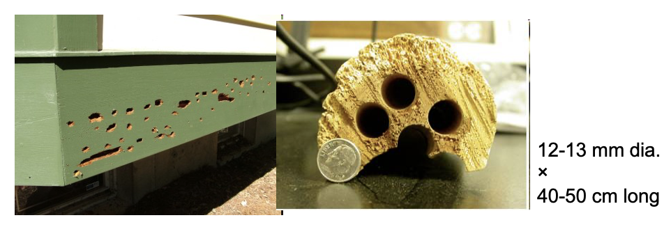 <p><span>Family </span><em><span>Xylocopidae</span></em></p><p><span>Found throughout North America</span></p><p><span>Adults bore into dry wood – a PROBLEM</span></p>