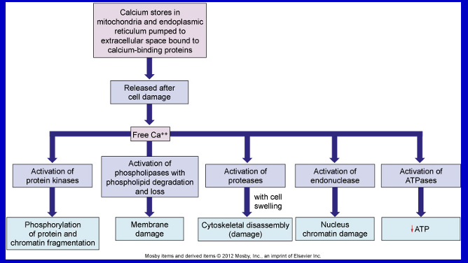 <ul><li><p>free floating Ca ions in the cytoplasm (can be from inside or out of the cell) </p></li><li><p>this is the point of no return and cell is going to die </p></li><li><p>Calcium inside cell is no longer bound to the places where it is supposed to be (not on top of calcium binding proteins)</p></li></ul><p></p>