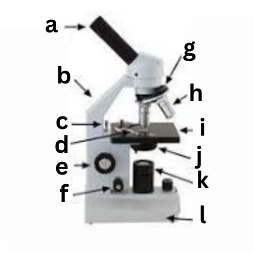 <p><span style="color: rgb(0, 0, 0);"><span>Label This Diagram</span></span></p><p><span style="color: rgb(0, 0, 0);"><em><span>The Microscope</span></em></span></p>