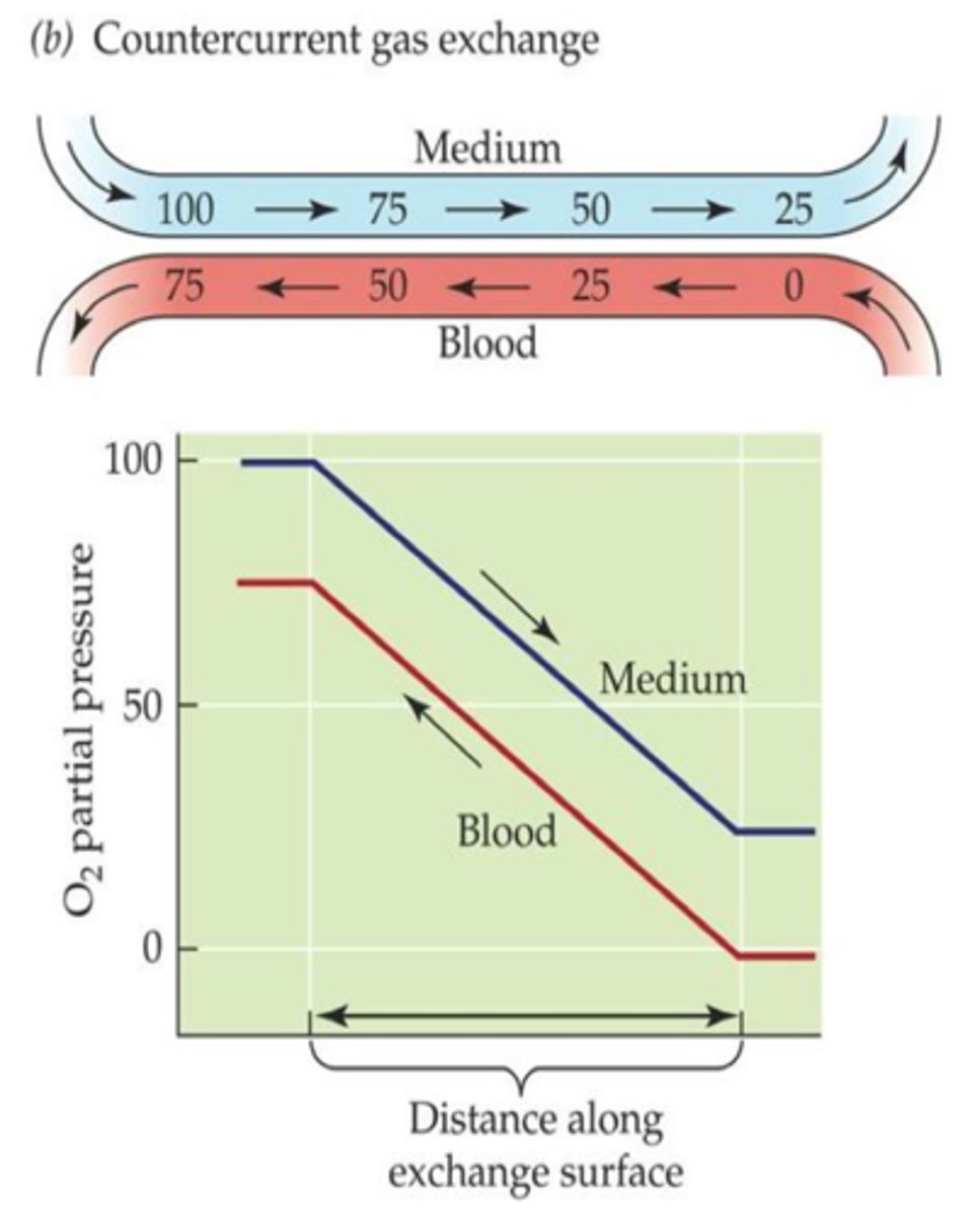 <p>as blood flows in the opposite direction to the medium and picks up O2, the medium that the blood encounters steadily has a higher partial pressure of O2, so the partial-pressure gradient is maintained and O2 consistently diffuses into blood</p>