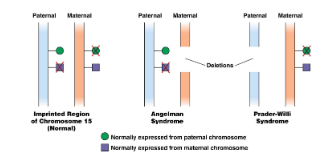 <p>Er is een maternale imprinting (maternaal alleel gemethyleerd) en een paternale imprinting (paternaal alleel gemethyleerd)</p><p>Imprinting op chromosoom 15: deletie geeft 2 verschillende ziektebeelden afh van welk alleel de deletie heeft</p><p>Beide syndromen zijn dus gevolg van een deletie op chromosoom 15</p><p>Groene regio: enkel op maternaal alleel gemethyleerd en is gelinkt aan meerdere genen</p><p>Paarse regio: enkel op paternaal alleel gemethyleerd en i hoofdzakelijk gelinkt aan UBE3A dat codeert voor E3 ubiquitine ligase (enzyme dat een rol speelt bij gecoördineerde afbraak van eiwitten)</p><p></p><p>ANgelman syndroom (ontwikkelingsachterstand, karakteristieke lach) -< UBE3A uitgeschakeld</p><ul><li><p>door promotor methylering paternaal alleel</p></li><li><p>door deletie op maternaal alleel</p></li></ul><p>Hierdoor stapelen eiwitten zich op</p><p>Therapie is gericht op de inductie van de expressie van het UBE3A gen</p><p></p><p>Prader Willi syndroom (lichte mentale retardatie en obesitas)</p><p>Genen die gelegen zijn in de groene regio zijn uitgeschakeld</p><ul><li><p>door promotor methylering op maternaal alleel</p></li><li><p>door deletie op paternaal alleel</p></li></ul><p></p>