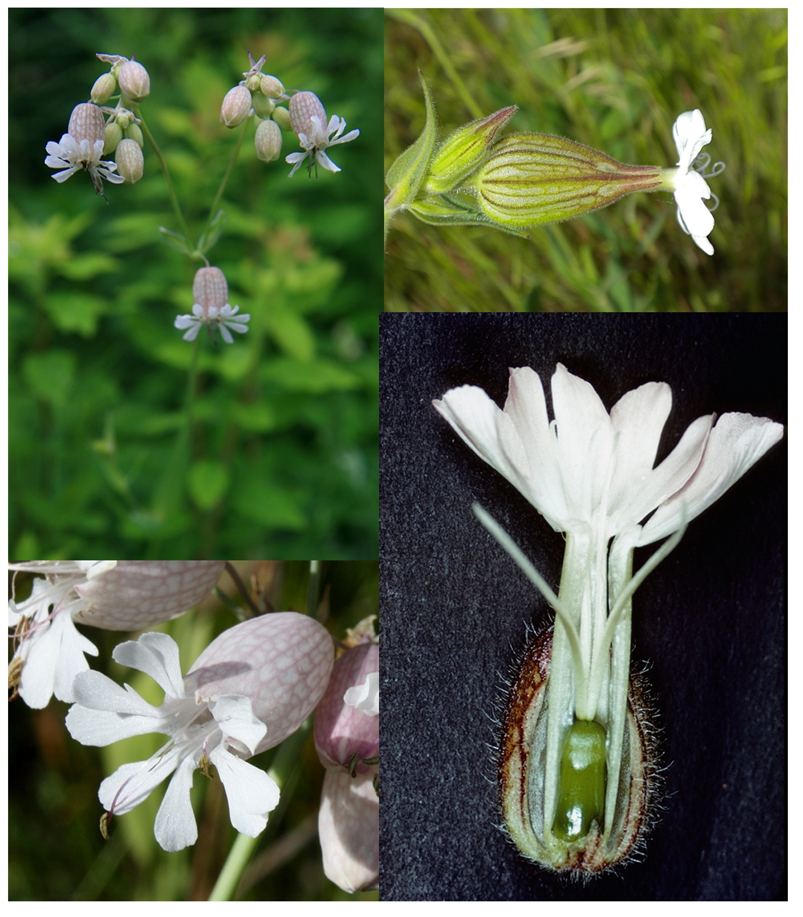 <p>(dichasium, free-central, capsule) </p>