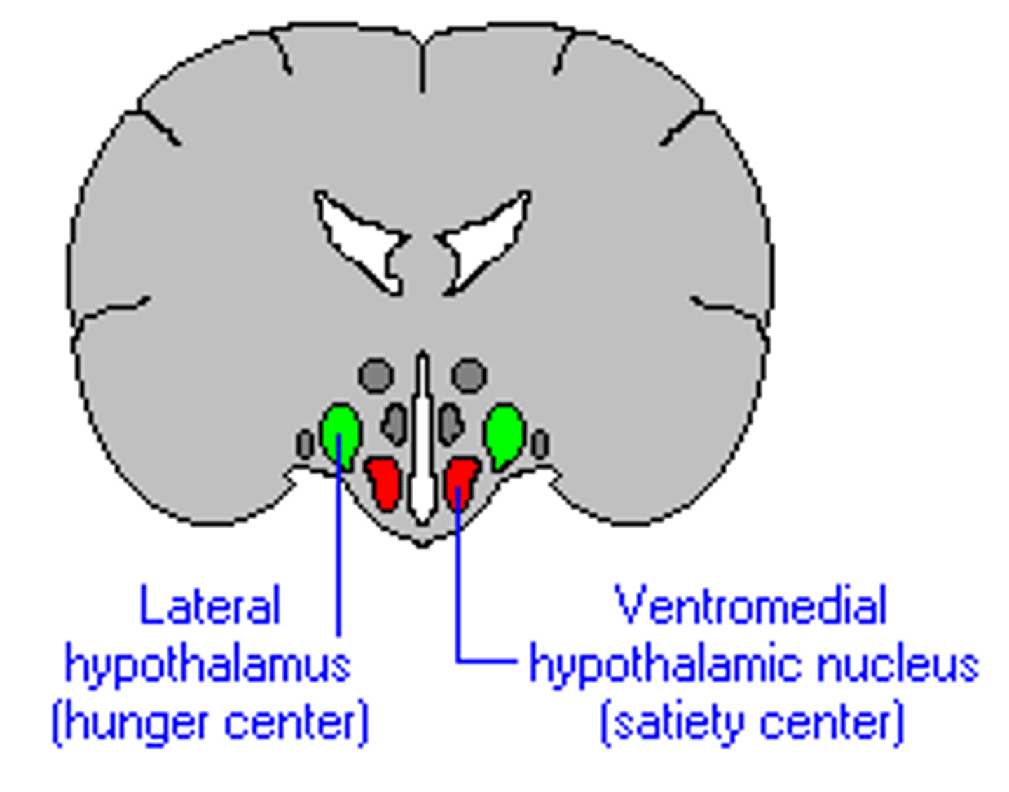 <p>part of the hypothalamus; satiety center; ceases hunger; in rats, works as a "on-off' switch (studies caused obese rats); has been challenged as the on-off switch; L comes before V, therefore you have to start eating before you can stop</p>