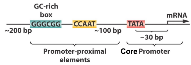 <p>Core promoter</p>