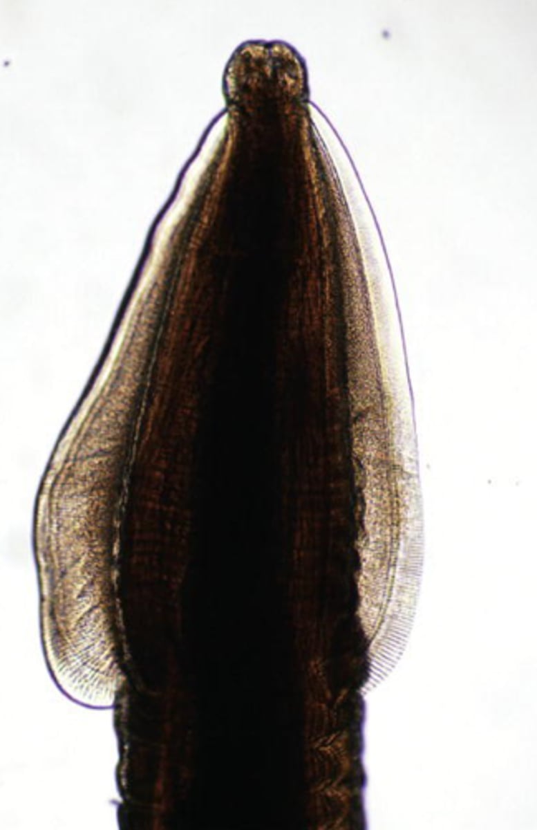 <p>What is this parasite is this if it is from a cat</p>