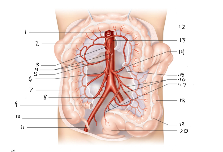 <p>16</p>