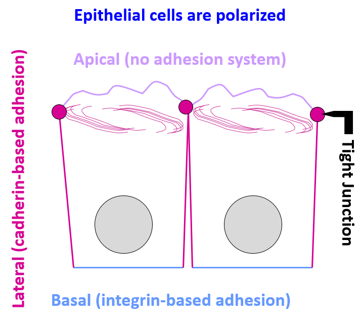 epithelial sheets of cells

* __lateral side__: cell-cell contacts, tight junctions, cadherin-based adhesions
* __basal__: cell-ECM contacts, integrin-based adhesions
* __apical__: no adhesions