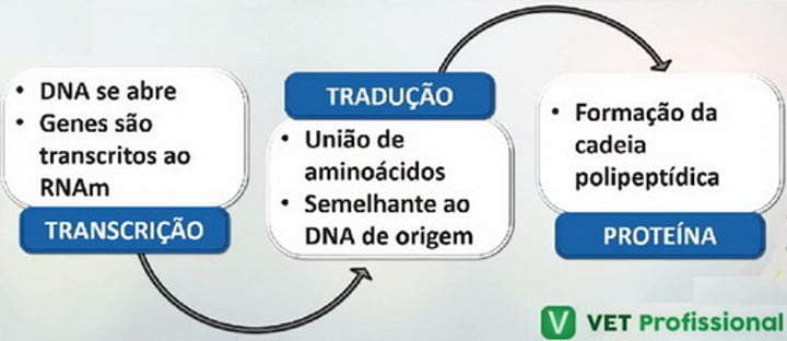 <p>c)Transcrição e tradução</p><p>Na síntese de proteínas ocorre a transcrição e a tradução.</p>