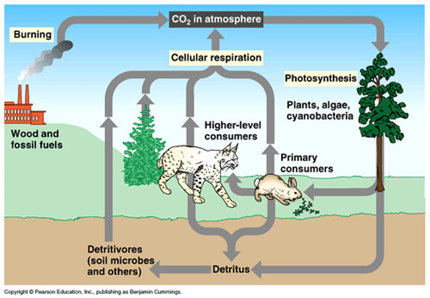 <p>Dead organisms are broken down by decomposers, releasing CO₂ and methane into the atmosphere.</p>