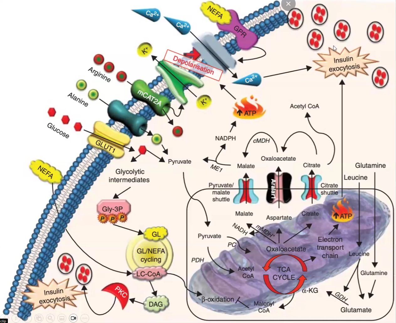 <p>Insulin during High Glucose</p><ul><li><p>Glucose and Alanine → Pyruvate → ATP → Depolarization of Ca2+ channels → exocytosis of insulin</p></li><li><p>Arginine → Polarization of K+ channels → Depolarization of Ca2+ channels → exocytosis of insulin</p></li><li><p>TAG → many ways to produce energy → ATP → Depolarization of Ca2+ channels → exocytosis</p></li></ul><p>Glucagon during high glucose</p><ul><li><p>Blocks channels and does not exocytose glucagon</p></li></ul><p>Insulin during Low Glucose</p><ul><li><p>Blocks channels and does not exocytose</p></li></ul><p>Glucagon during Low Glucose (same effect as insulin during high glucose but i am not gonna write it again)</p><ul><li><p>Channels open up due to depolarization and it leads to glucagon exocytosis</p></li></ul><p></p>