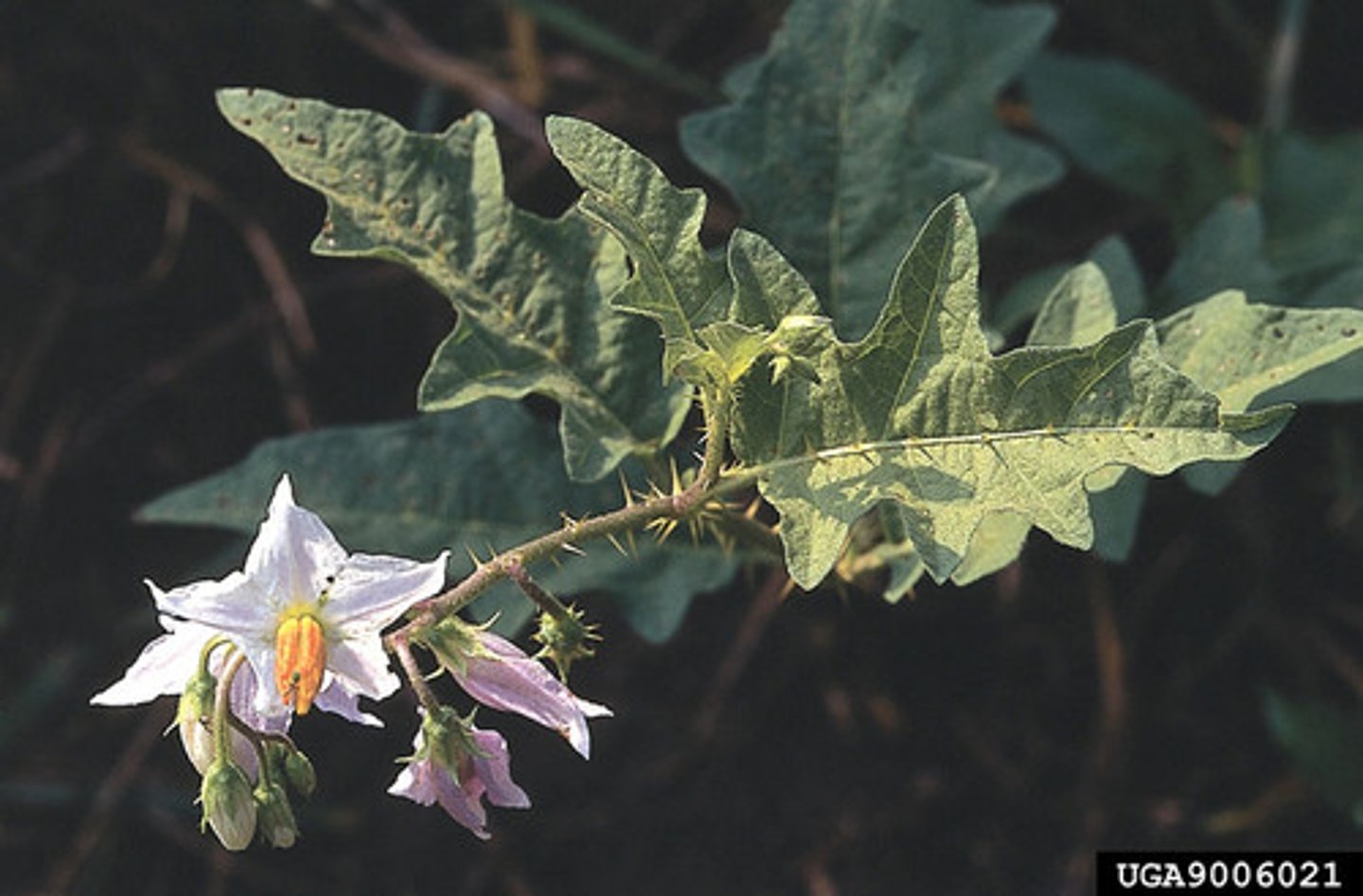 <p>tomato, pepper, potato fam</p><p>Leaves: alternate, oft deeply lobed</p><p>Flower: radial, perf, 5,5,5,2 superior ovary</p><p>Fruit: berry/capsule</p>