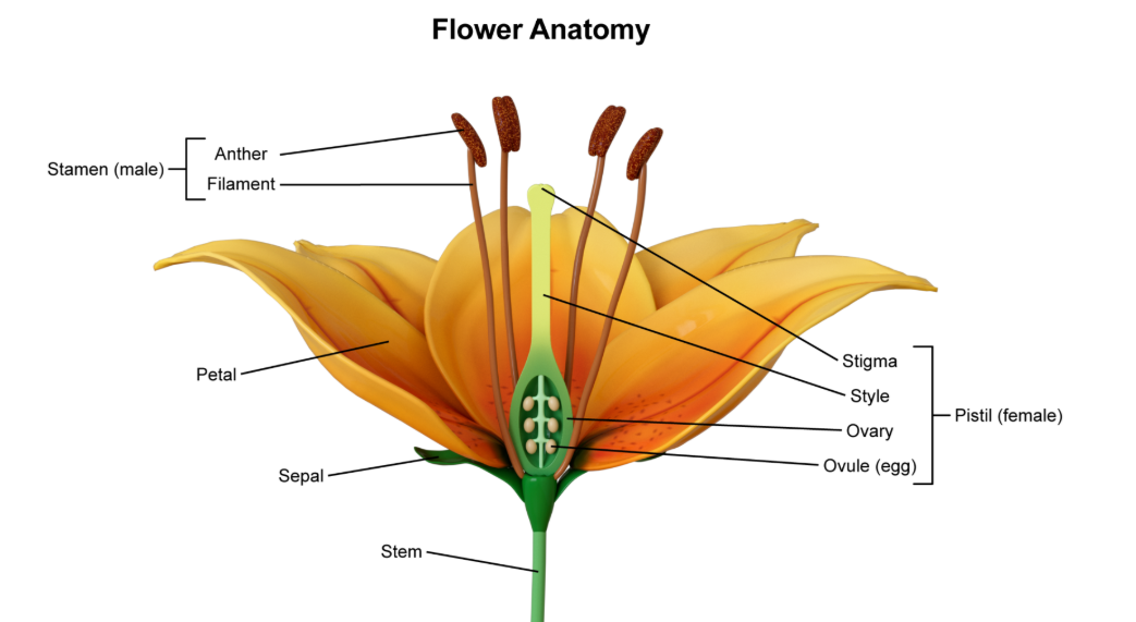 <p>Stigma, Style, Ovary, Ovule. In female flower </p>