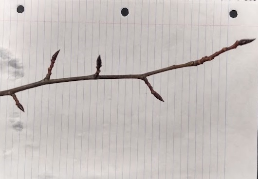 <p>shiny but not sticky buds, dark buds 1/2-3/4” long, laterals appressed and flattened, terminal 6-7 visible scales, stout yellowish to brown twig</p>