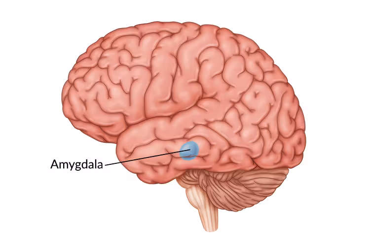 <p>At the amygdala.</p>