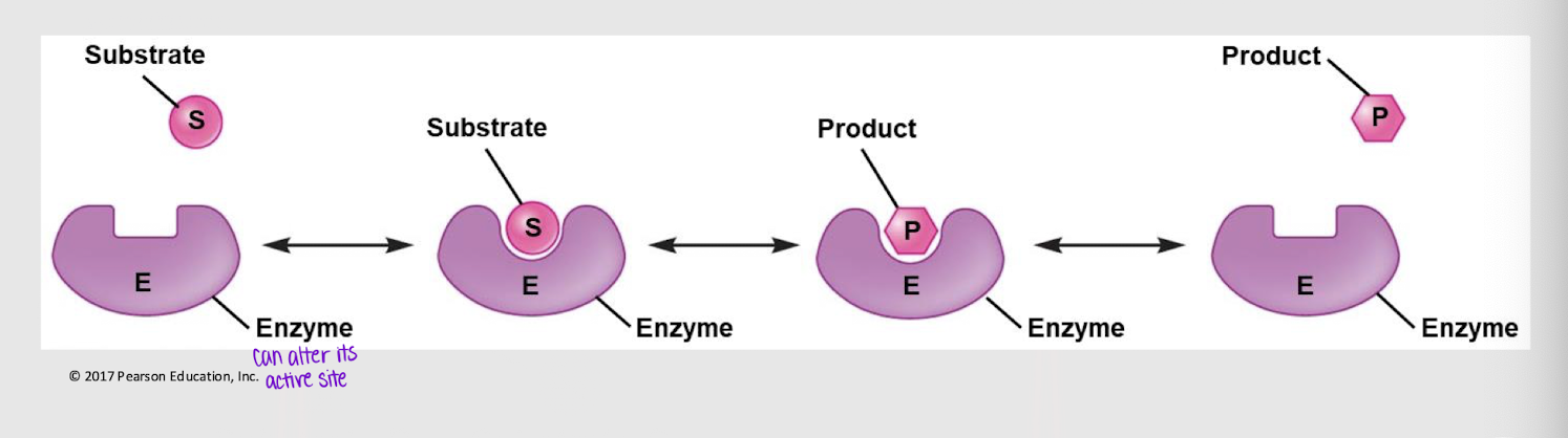 <p>substrate specificity model stating that both the substrate and the product can bind to the active site, allowing the action to be reversible </p>